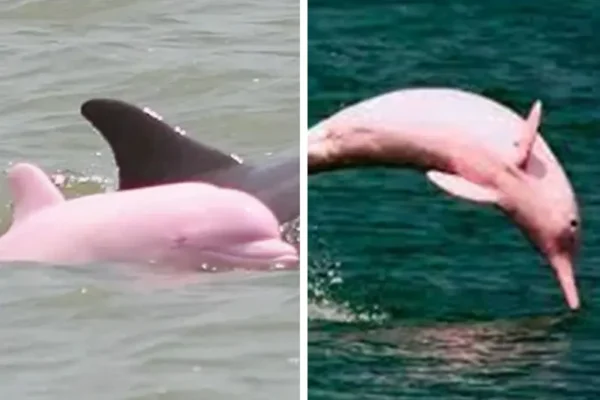 Todo sobre el delfín rosa visto en Mazatlán, Sinaloa