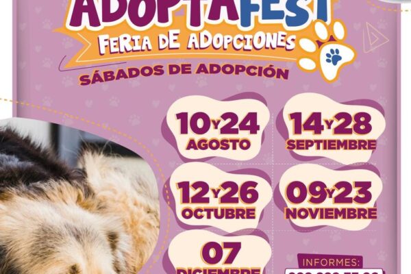 EXHORTAN GOBIERNO DE BJ A ADOPTAR MASCOTAS DE FORMA RESPONSABLE