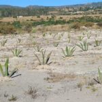 ALERTA EN MÉXICO POR FALTA DE FERTILIDAD DE SUELOS POR LO QUE SE PREVÉ FUTURO CATASTRÓFICO EN MATERIA ALIMENTARIA